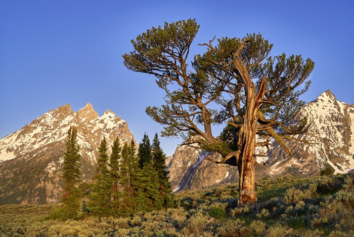 Old Patriarch Tree - GTNP