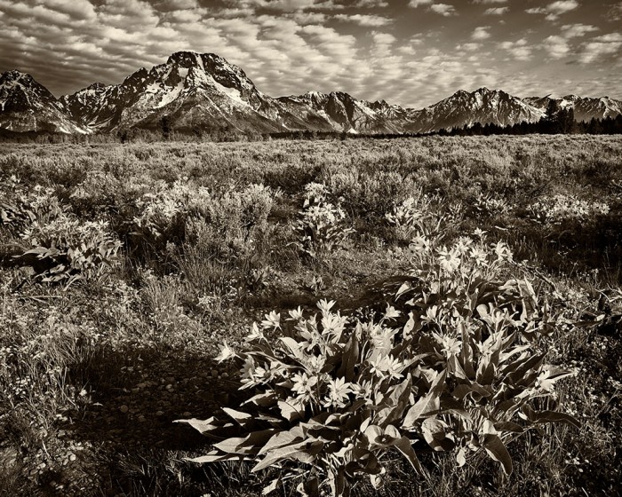 Mt. Moran - Morning Bloom in Sepia