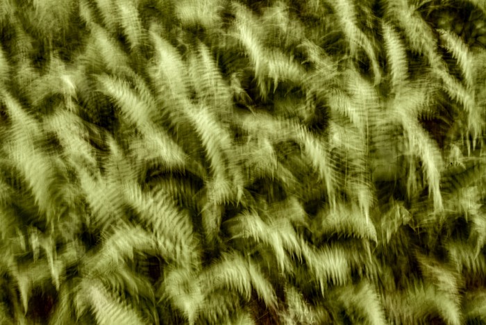 Breezy Ferns, Blue Ridge Mountains