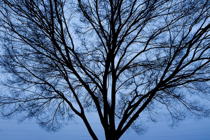 Tree at Civil Twilight