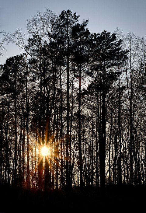 Georgia Pines at Sunset