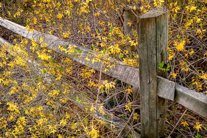 Spring Flowers on Fence