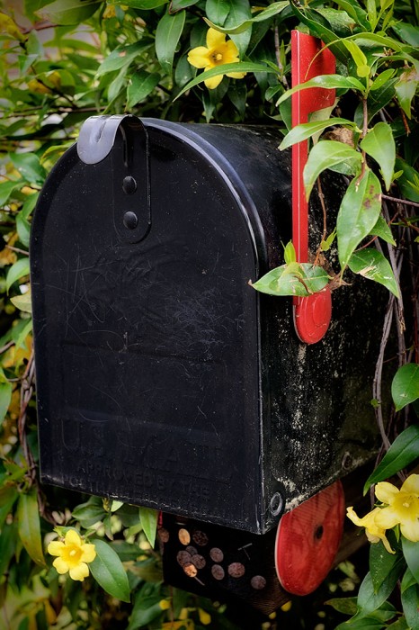 Vine on Mailbox