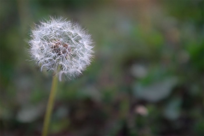 Dandelion
