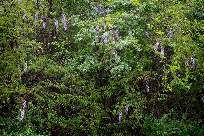 Wisteria