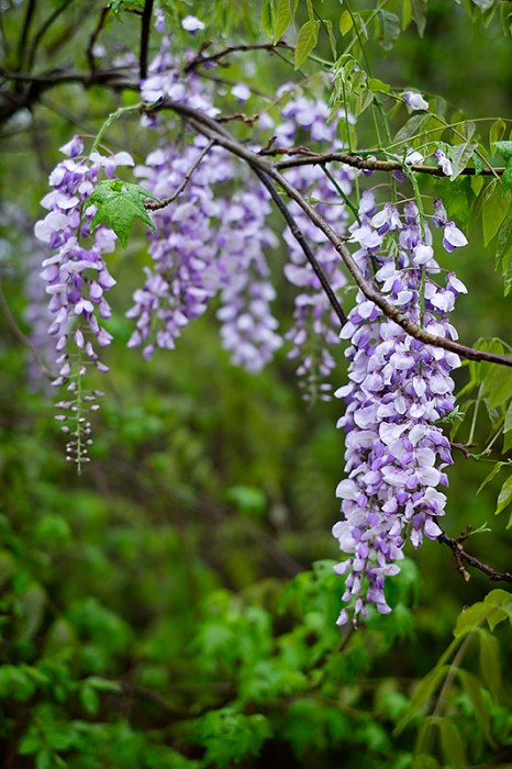 Wisteria