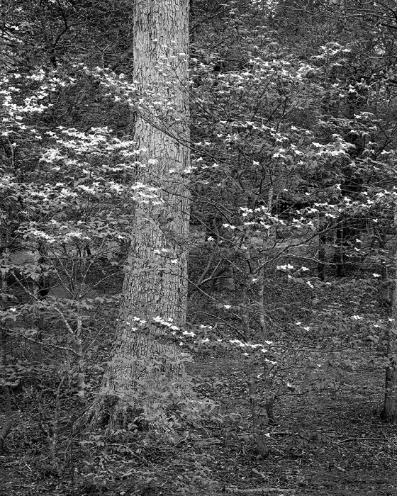 Dogwood in B&W