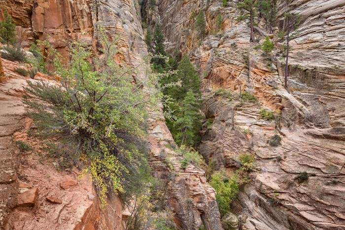 Living On The Edge - Zion's Observation Point Trail