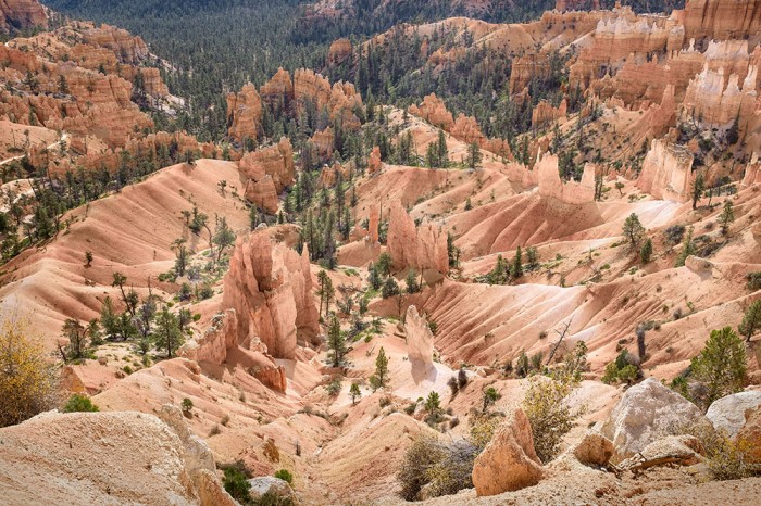 Funnel to the Forest