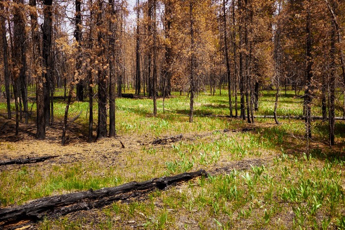 Fire Scorched Remnants - Flagg Canyon Trail