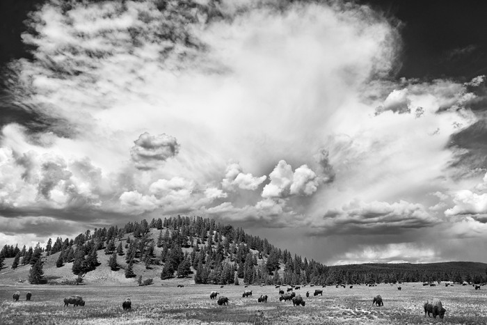 Free Roaming Bison in Yellowstone