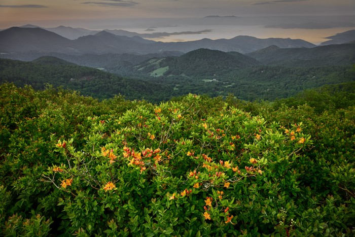 Flame Azaleas at Dusk